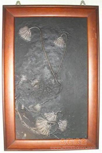 To sell Encrinite Fossil 03(picture)