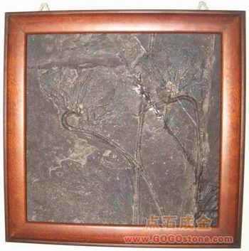 To sell Encrinite Fossil 02(picture)